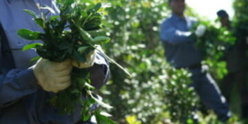 Nación fijó los nuevos precios para la yerba mate