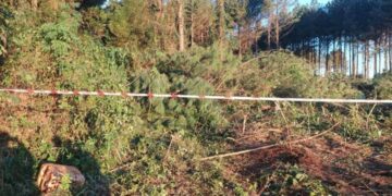 Un motosierrista falleció cuando trabajaba en un pinar de San Ignacio